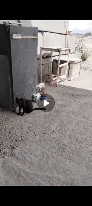 Отдадим кошки бесплатно