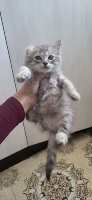 Отдам котика в добрые руки