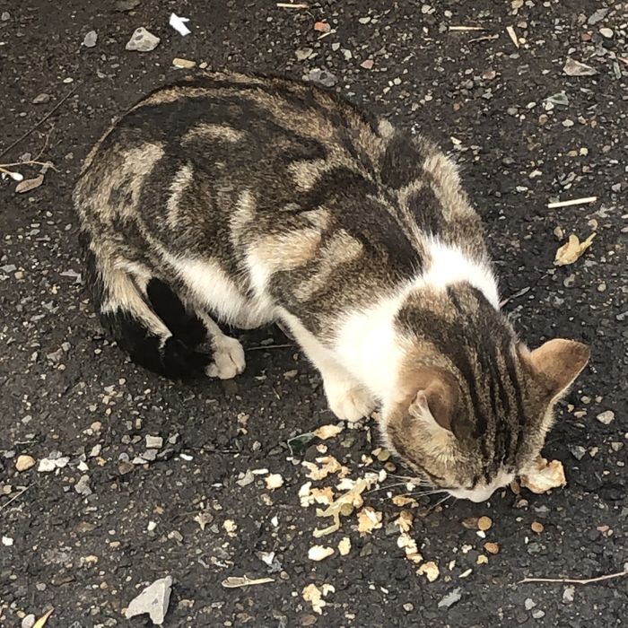 Животные . Кошки.