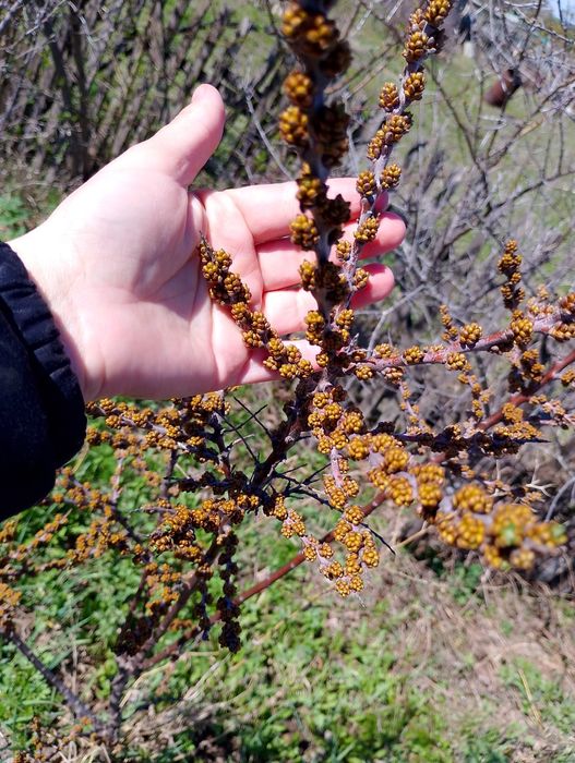 Облепиха кусты парные