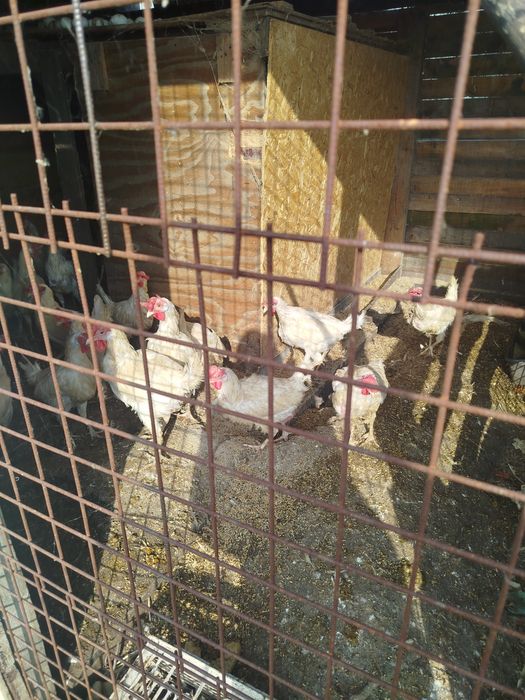 Продам курей несушек