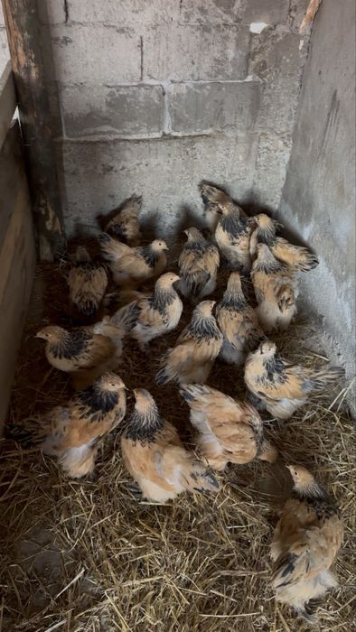 Pui brahma columbia galben negru