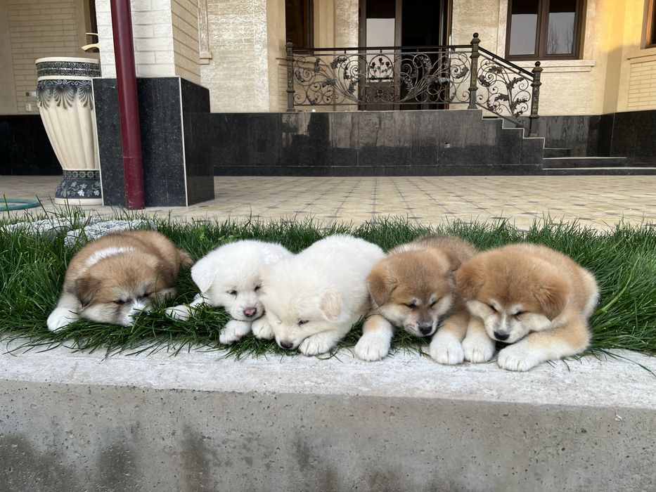 Акита ину (хатико)