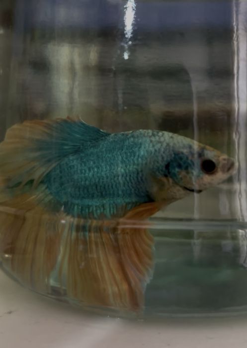 Петушок Рыбки аквариумные