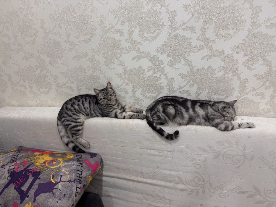 Отдам кота в добрые руки