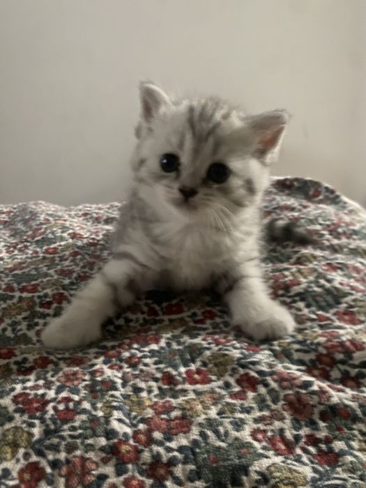 Котята породистые