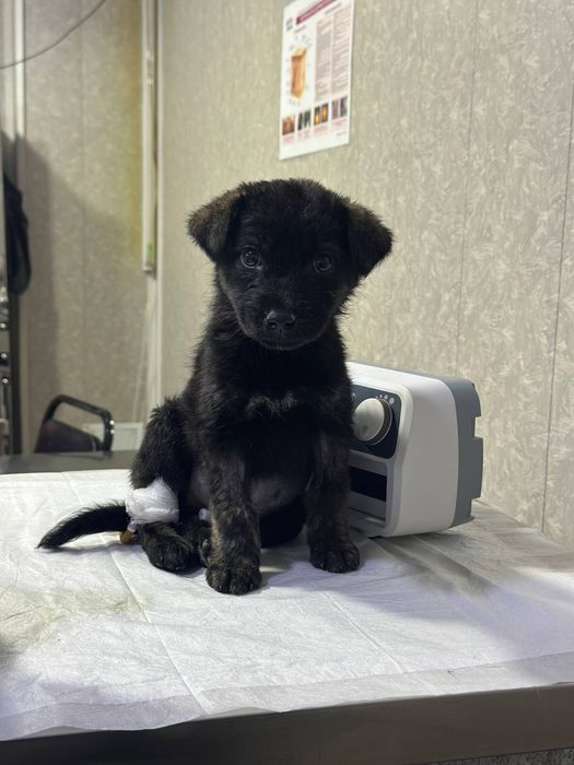 Пристраиваются щенки