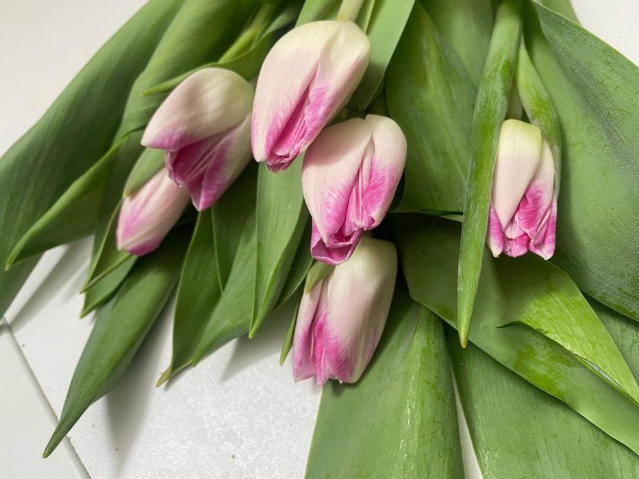 Тюльпаны предзаказы