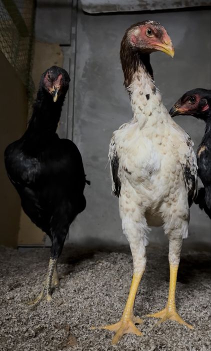 Dakan,makyon,жожа,joja,tovuq,макёнлар,товук,bobo jojalar,жожа,жожалар