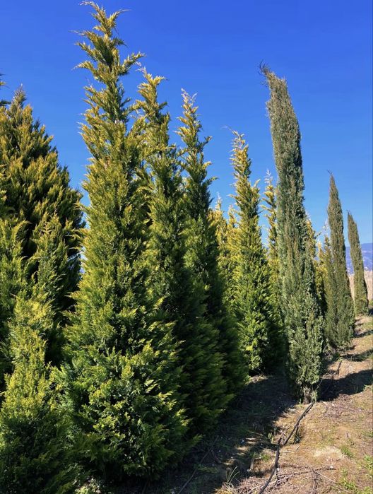 Tuia leylandii gold toate dimensiunile pret minim