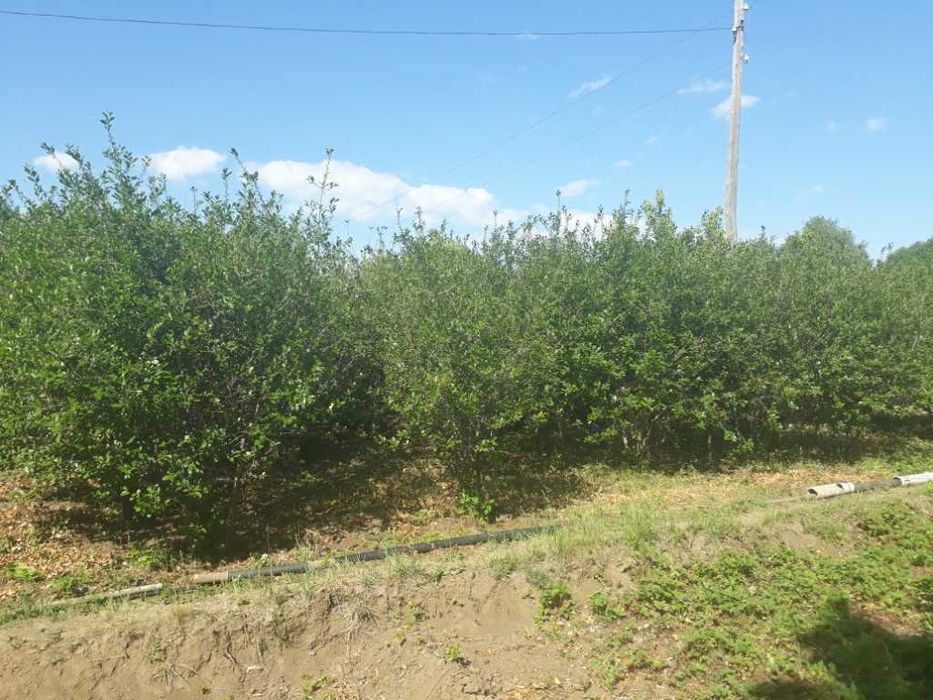 Продам дачу в черте города (район гипермаркет Анвар)