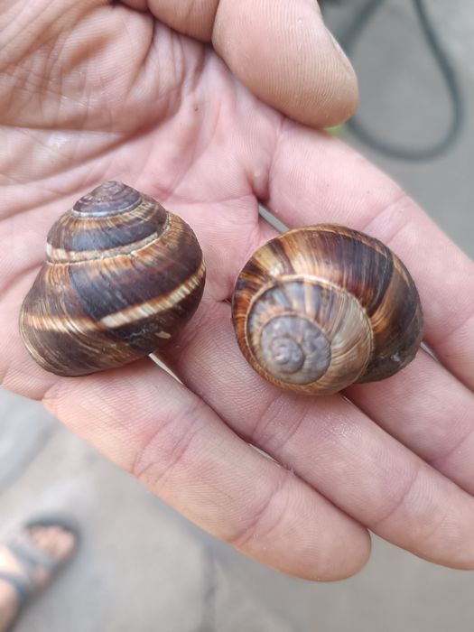 Продаётся виноградные улитки