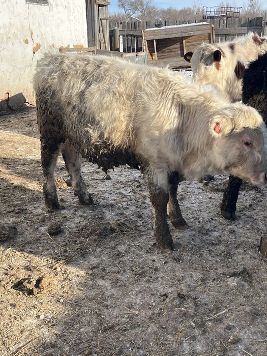 Продам бычков 13 голов