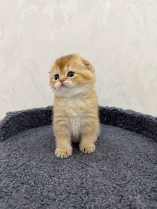Шикарные котята от правильной вязки