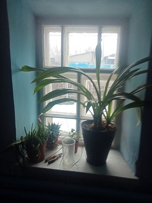 Домашние цветы  от 1000 до 15000