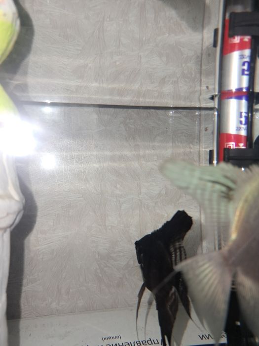 Скалярия платинум и черная