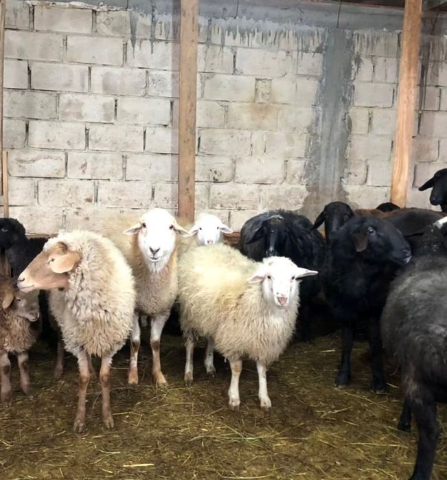 Козы овцы бараны