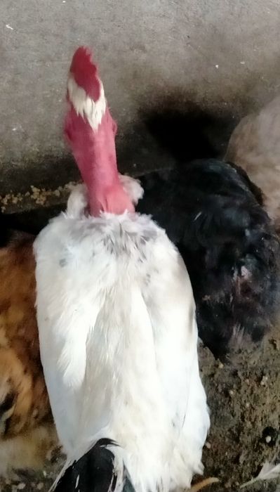 Продам петухов разной породы.