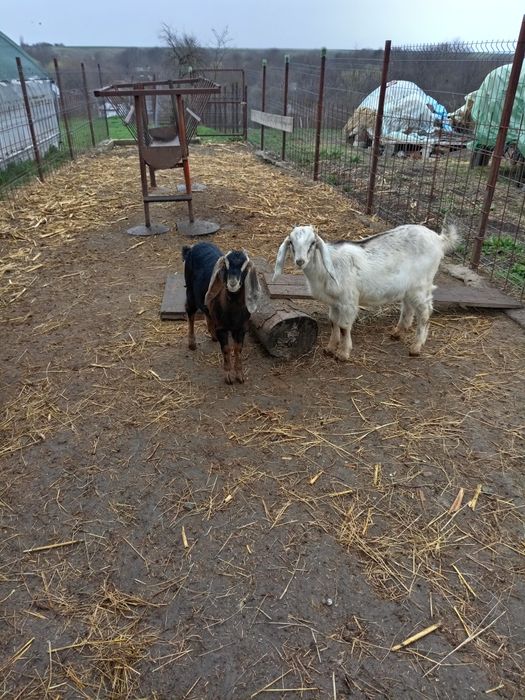 Se vinde anpreuna după Paști,au 3 luni.