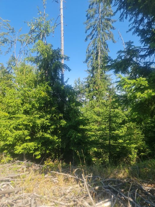 Продава се Земеделски имот в с. Чокманово, Област Смолян -  кв.м за 1450 €/дка - Снимка #8