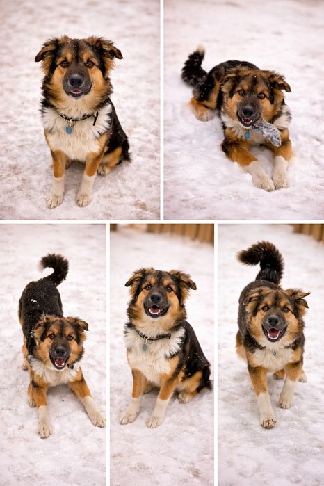 Щенок в поисках дома. Собака, пес.