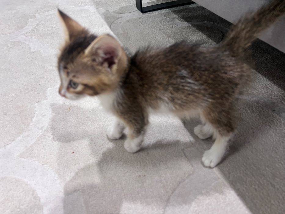 Котенок девочка