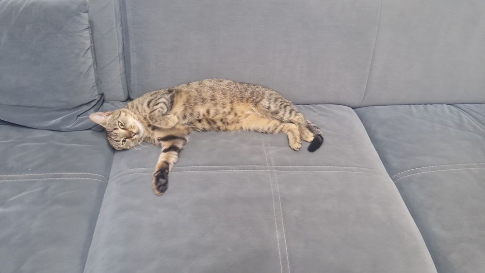 Adoptie urgenta pisica