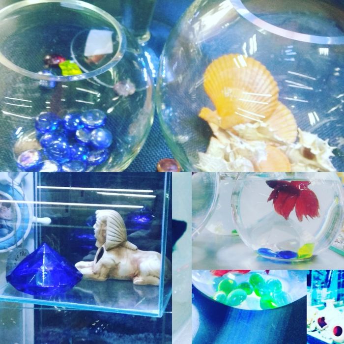 Аквариумы в Афалине