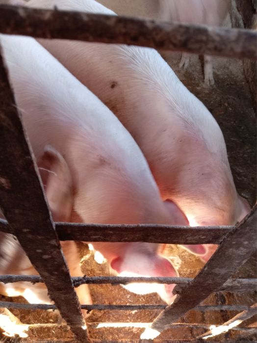 Продавам прасета