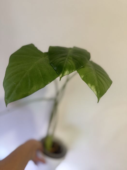 Хои алоказии по 1000 тг