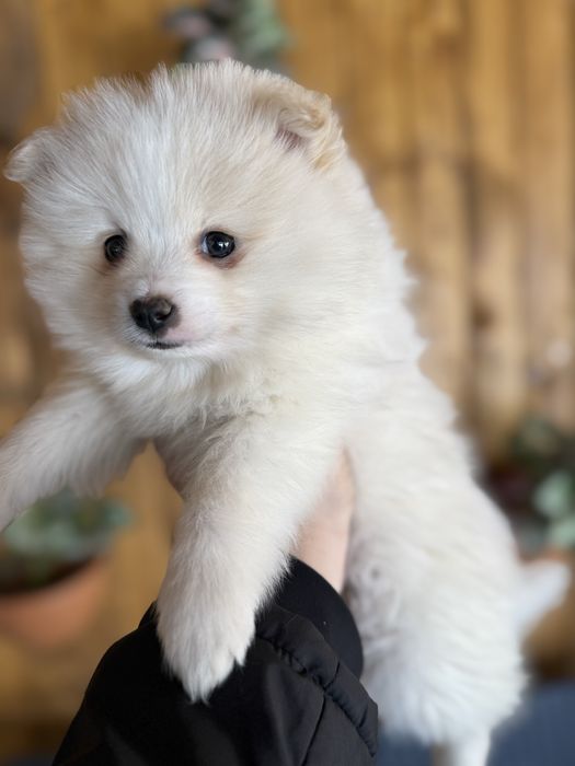 Мини шпиц померан