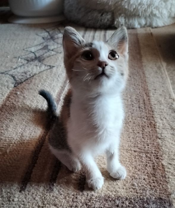 Котенок, 1 месяц