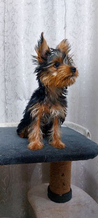 Йоркширский терьер