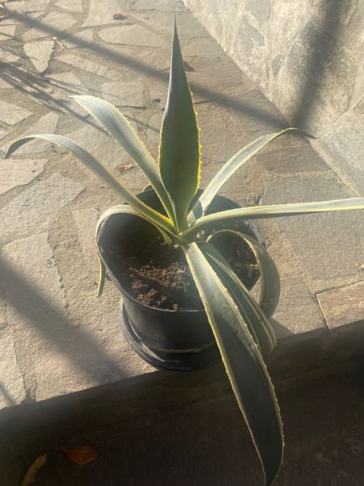 Vând floare Aloe Vera