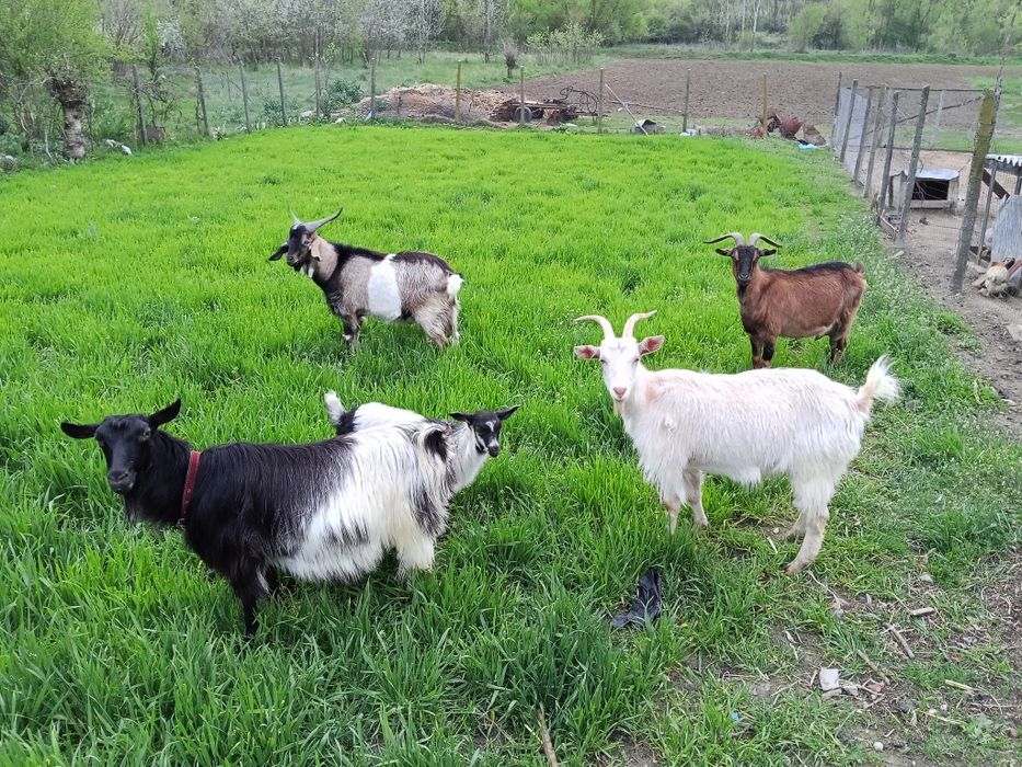 Capre și țap de vânzare!