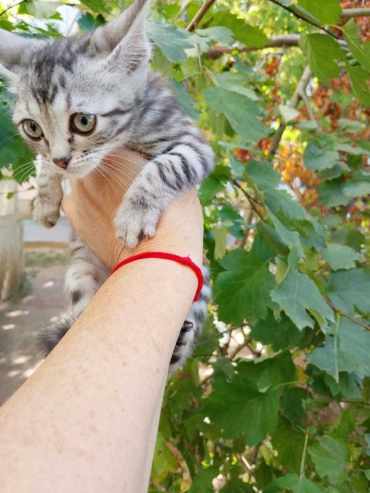 Отдам в добрые руки котят