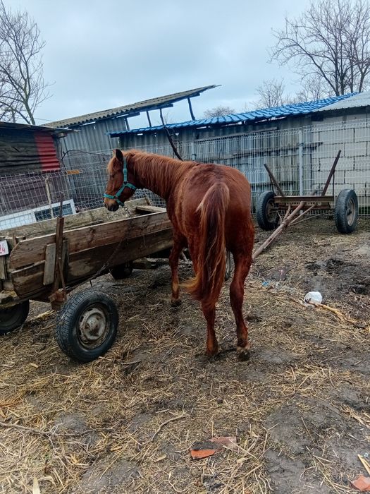 Iapă de vanzare are 1 an jumate
