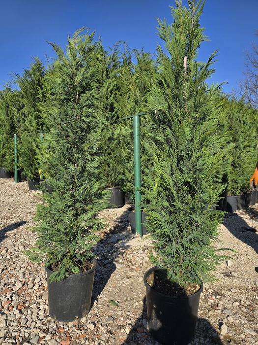Palmier trachycarpus,leylandii ,photinia,maslin