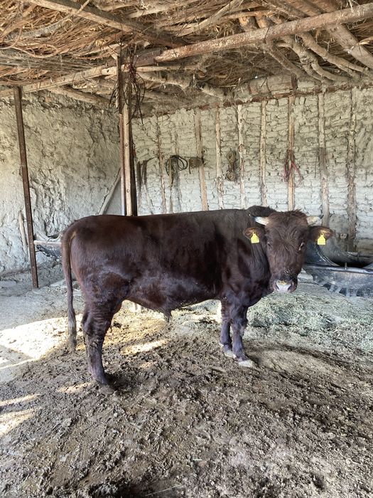 hoʻkiz sotiladi ikki yoshdan oʻtkan