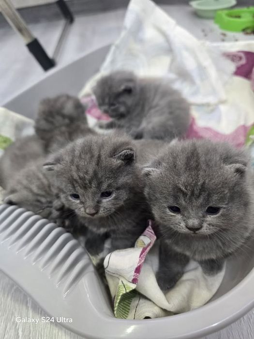 Британские котята