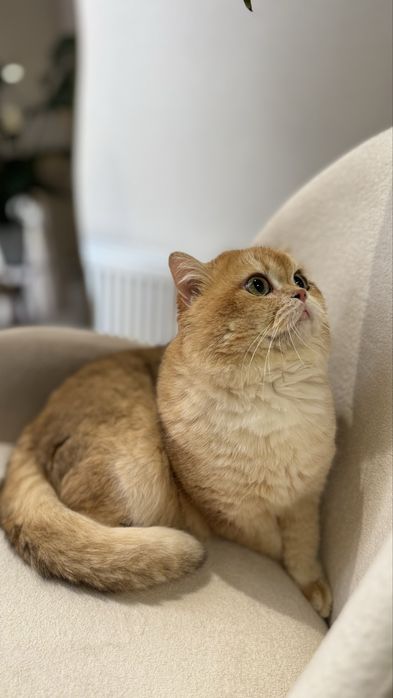 Vyazkaga! qiz mushuklani taklif qiladi