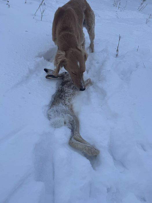 Шашақ Тазы арлан.