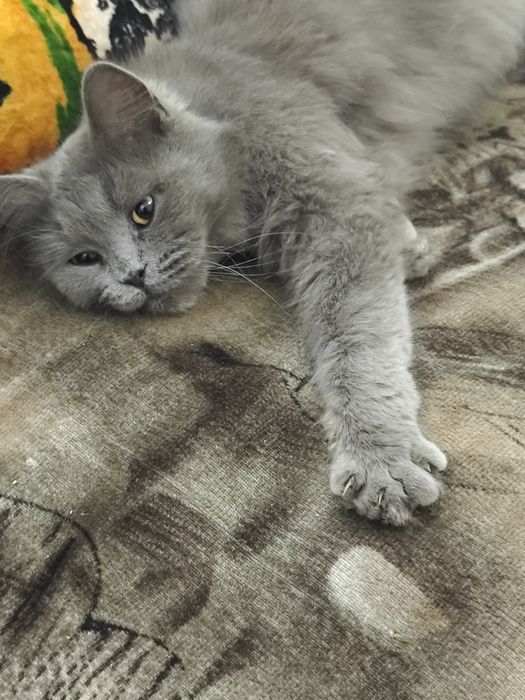 Mushuk qiz bola sotiladi