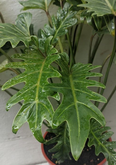 Филодендрон Ксанаду Xanadu. Экзотические цветы для дома и офиса.