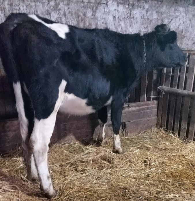 Junică gestantă de vânzare.