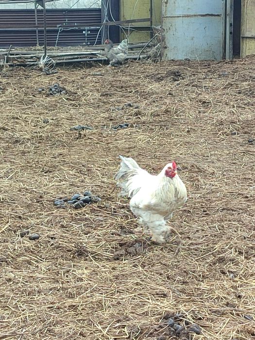 Продам петухов брама