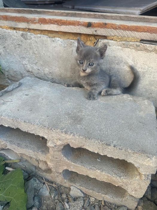 Отдам котят в хорошие руки