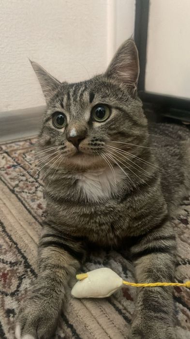 Отдам кота в добрые руки