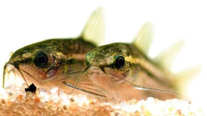 Веселый сомик, коридорас пигмей