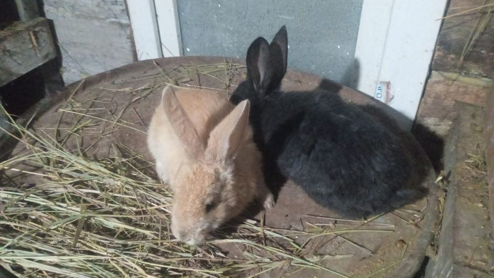 Продам кроликов...